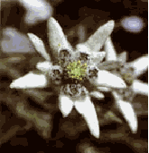 Edelweis